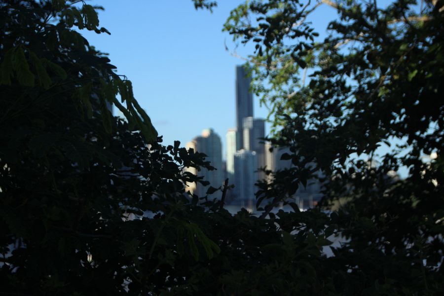 Passo a Passo para Solicitar o Laudo de Poda na Prefeitura da Sua Cidade