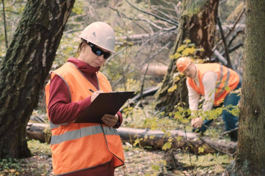 Quanto Custa e Como é Feito o Laudo de Poda de Árvores em Áreas Urbanas