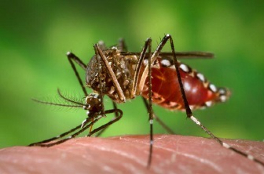 Ações colocam empresas no combate ao Aedes aegypti